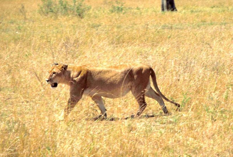 African Lion.jpg