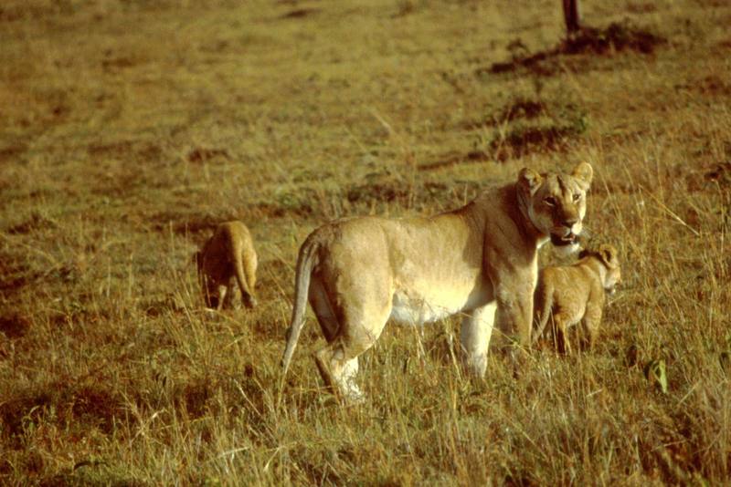 African Lion with Cubs.jpg