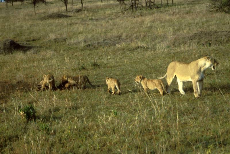 African Lion with Cubs.jpg