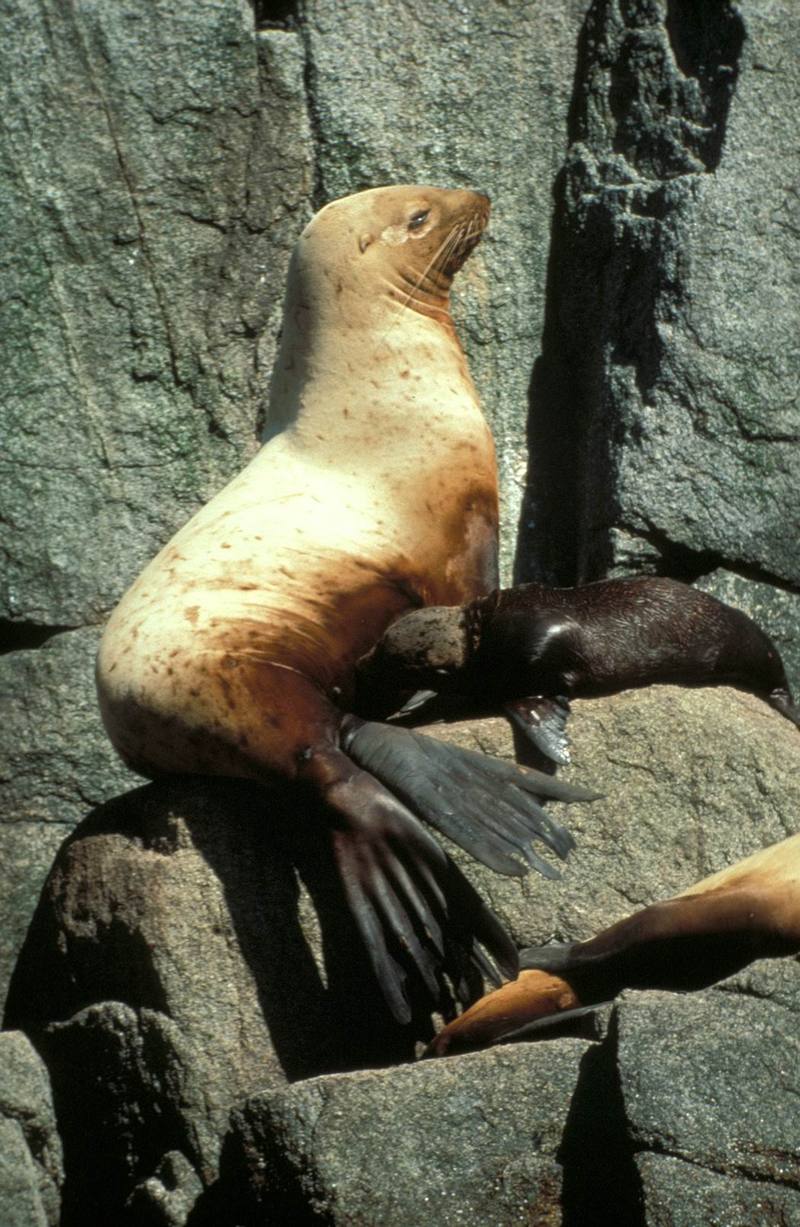 Steller Sea Lion and Pup.jpg