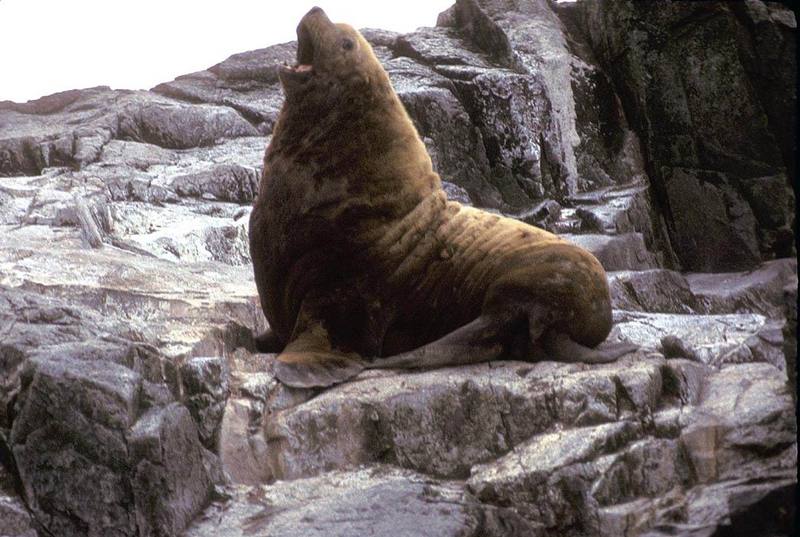 Northern Fur Seal Male.jpg