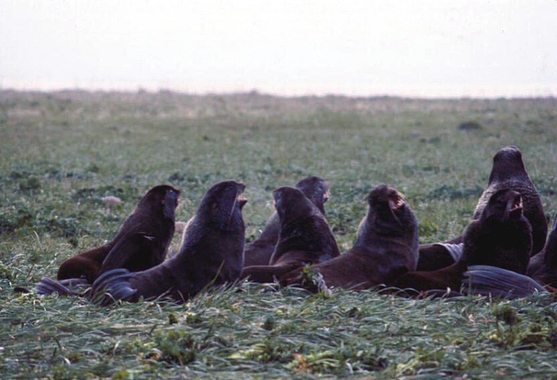 Northern Fur Seals.jpg