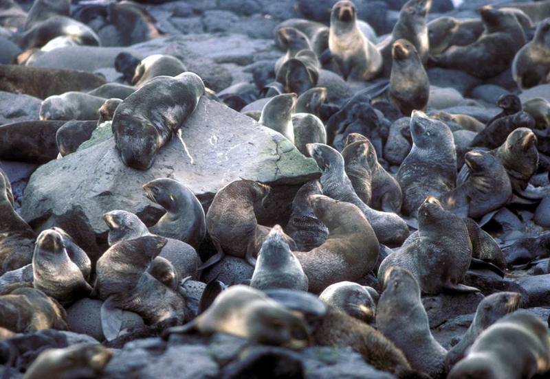 St[1]. Paul Island Fur seal rookery, Pribilofs.jpg