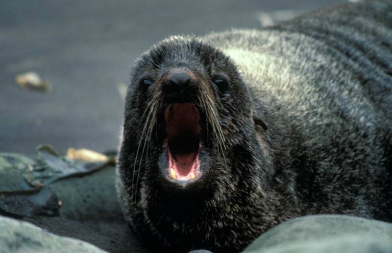 Fur Seal Portrait.jpg
