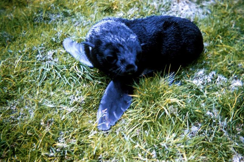 Fur Seal Pup.jpg
