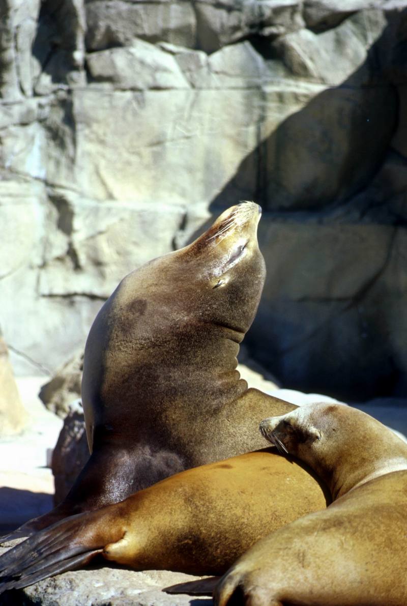 Harbor seals.jpg