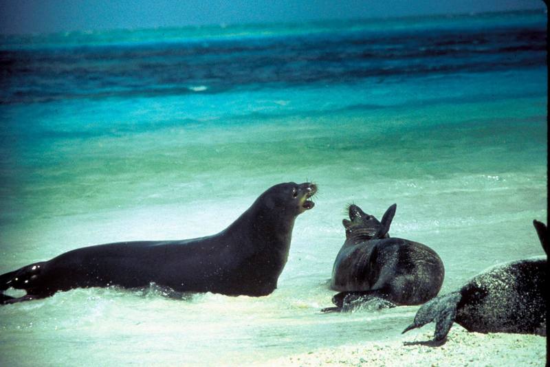 Hawaiian Monk Seals.jpg