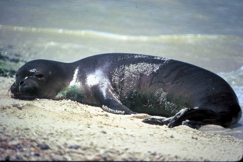 Hawaiian Monk Seal.jpg