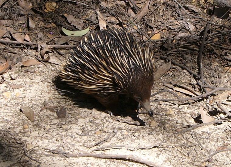 echidna x.jpg