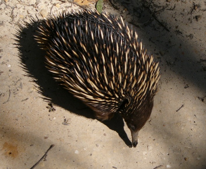 echidna y.jpg