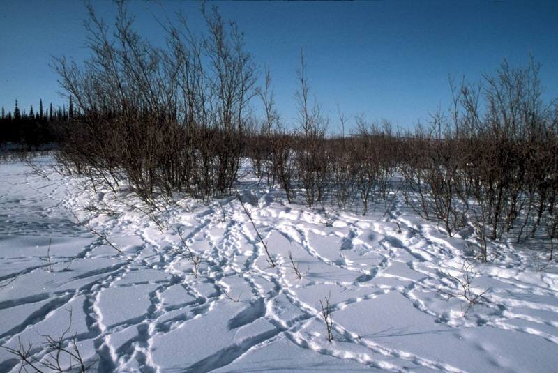 Ptarmigan Tracks in Snow.jpg