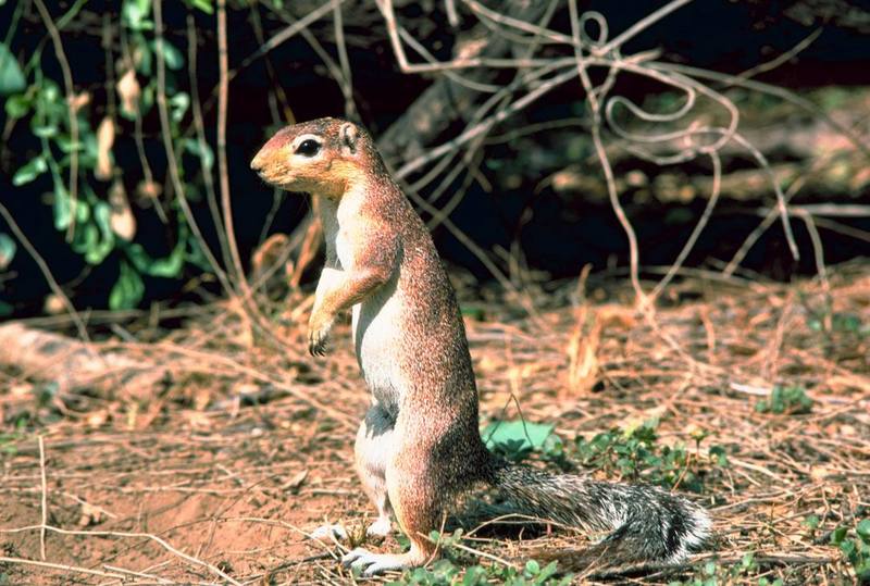 African ground squirrel.jpg