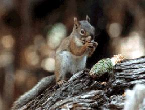 Squirrel, Mount Graham red (A09O).jpg