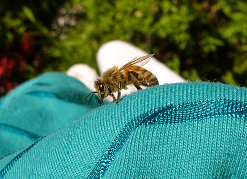 bee.jpg