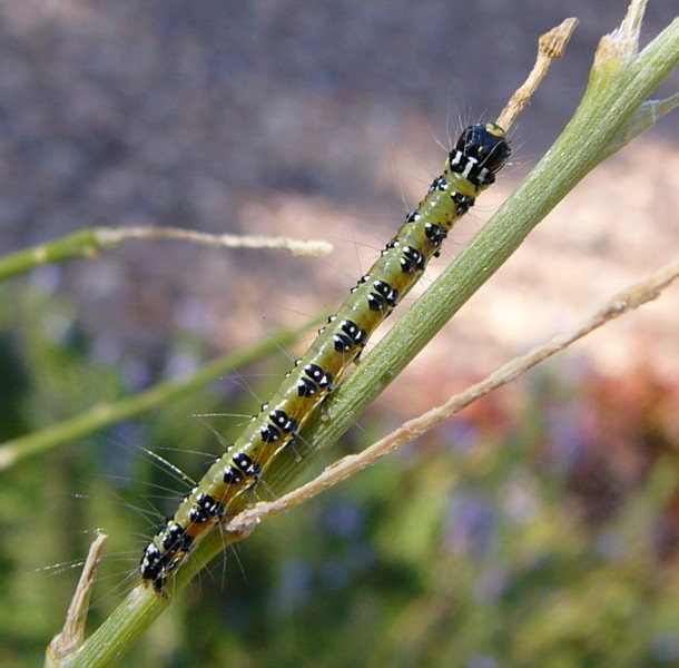 caterpillar 2.jpg