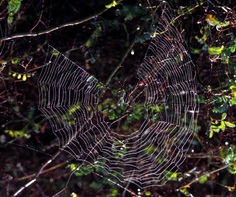 Spider Weaving Web.jpg