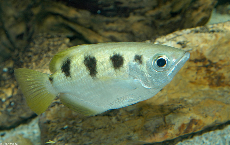 Archer Fish (Toxotes jaculatrix).jpg