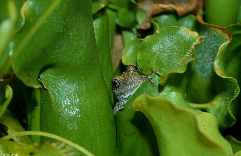 Gray Treefrog (Hyla versicolor).jpg