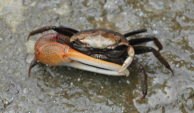 Fiddler Crab (Uca pugnax).jpg