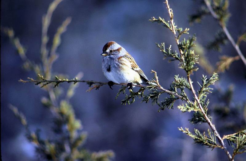 American tree sparrow.jpg