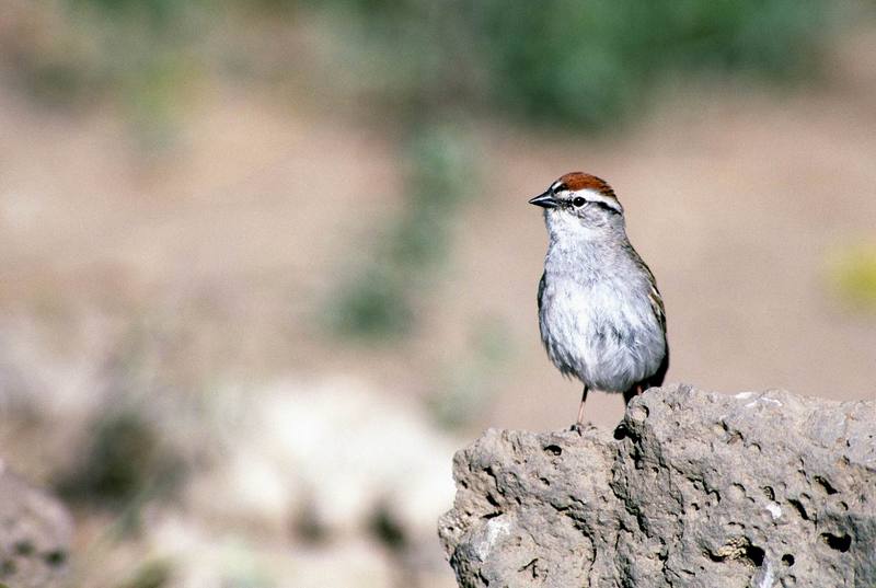 Chipping Sparrow.jpg