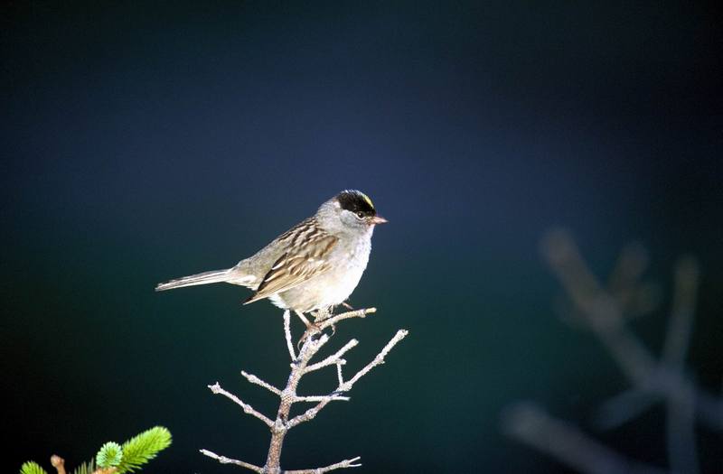 Golden Crowned Sparrow.jpg