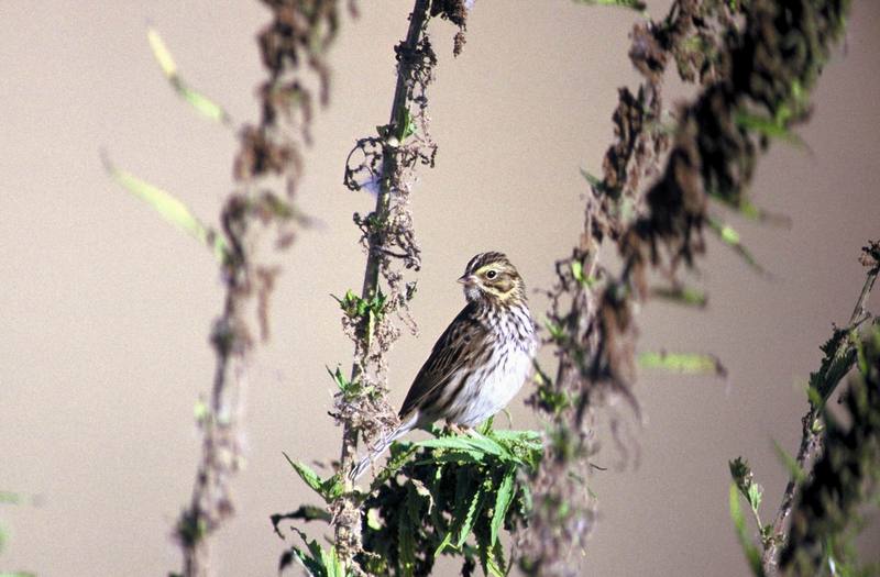 Savannah Sparrow.jpg