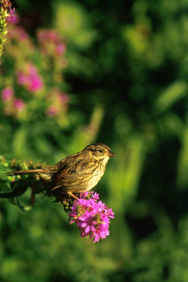 Swamp Sparrow.jpg