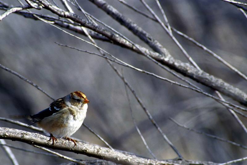 White-crowned sparrow female.jpg