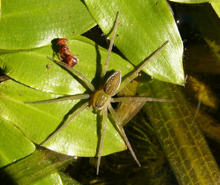 pond spider.jpg