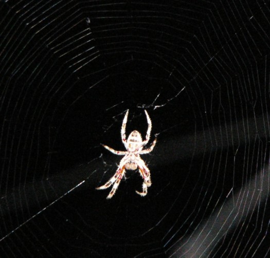 night spider 1.jpg