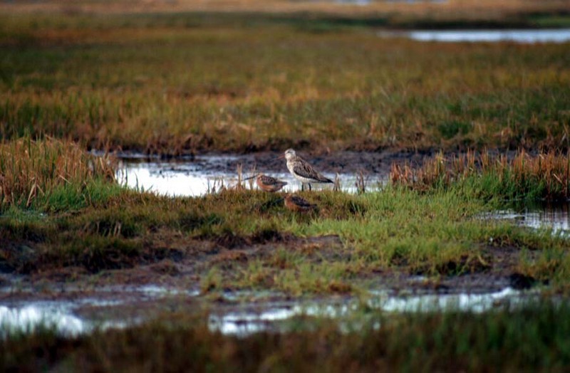Two Bar-Tailed Godwits.jpg