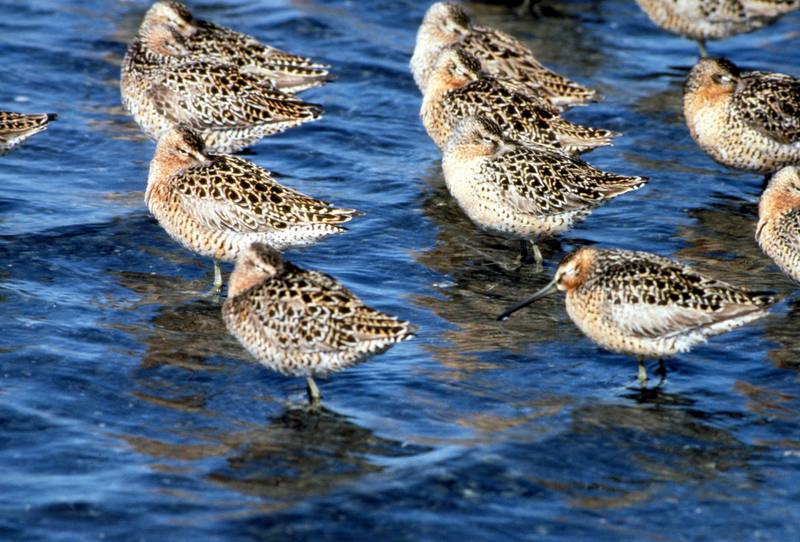 Short-billed Dowitcher Flock at Shoreline.jpg