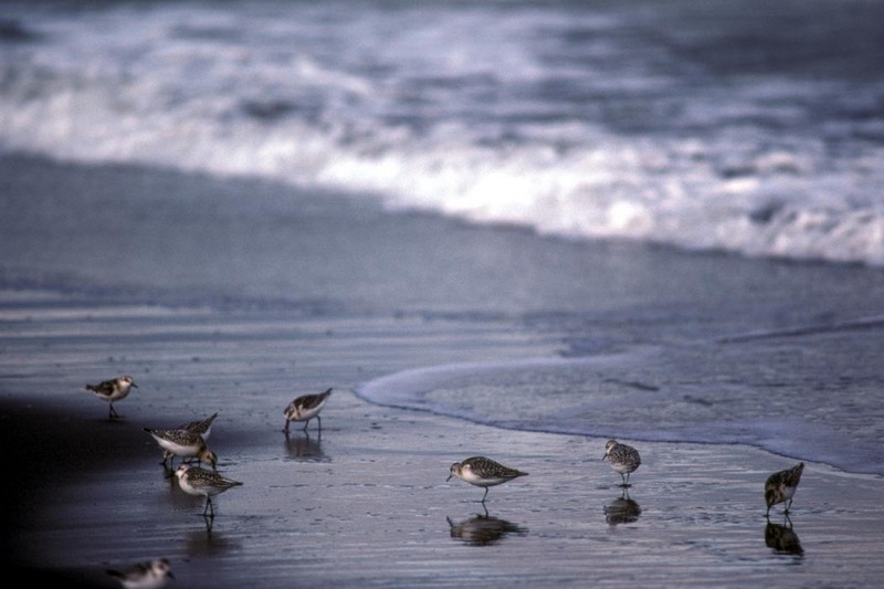 Sanderlings at Shoreline.jpg