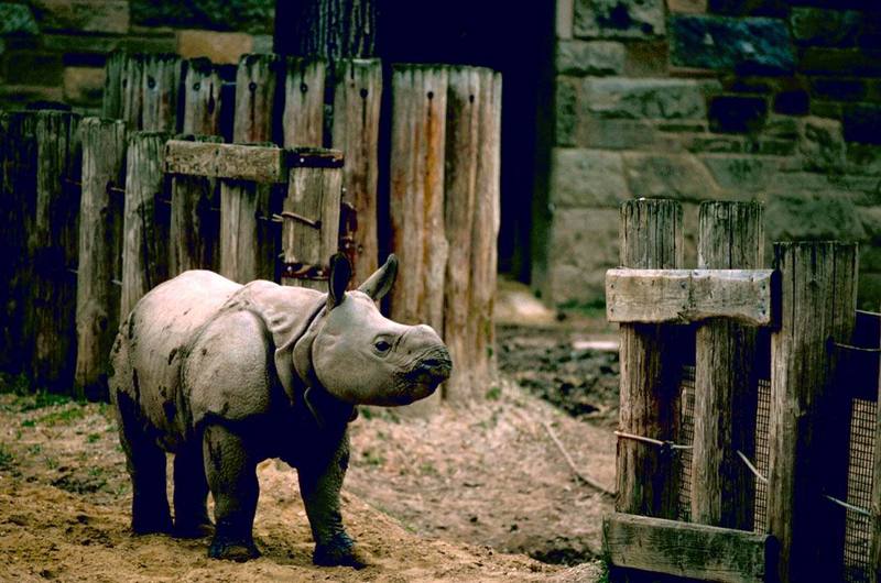 Indian Rhino.jpg