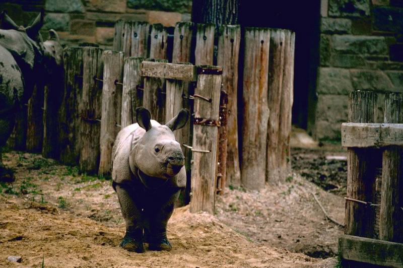 Indian Rhino.jpg