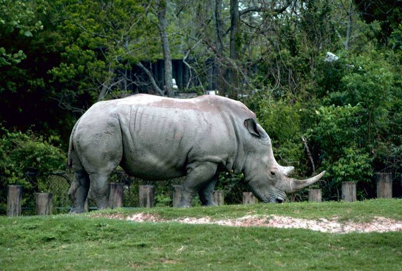 White Rhino.jpg