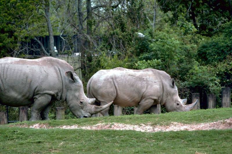 White Rhinos.jpg