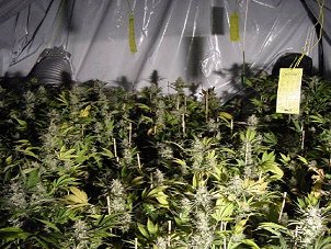 Loft Growroom Near Harvest.jpg