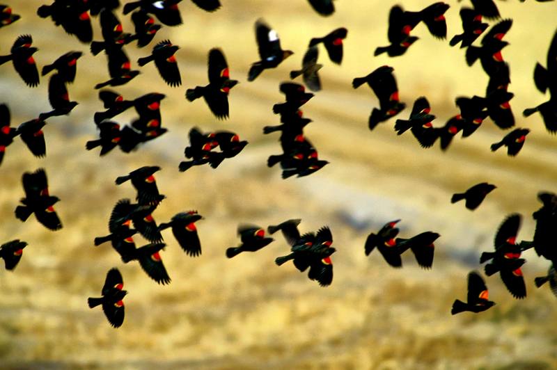 Red-winged Blackbirds.jpg