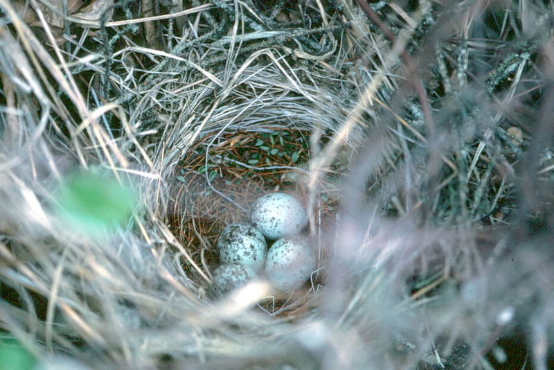 Blackbird nest.jpg