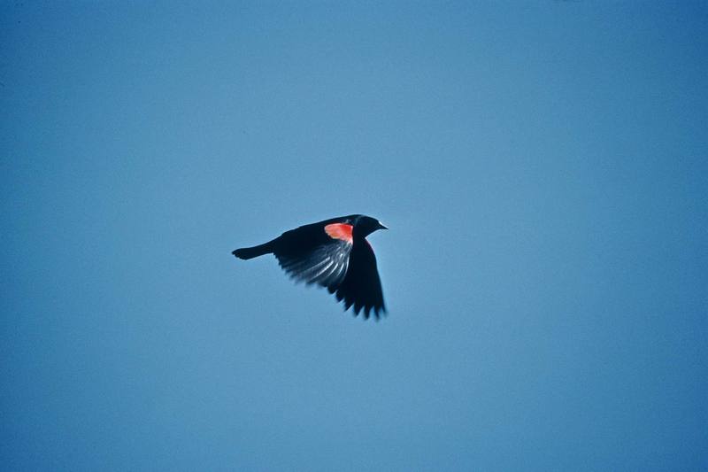 Red-wing Blackbird.jpg