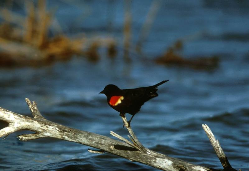 Red-winged Blackbird.jpg