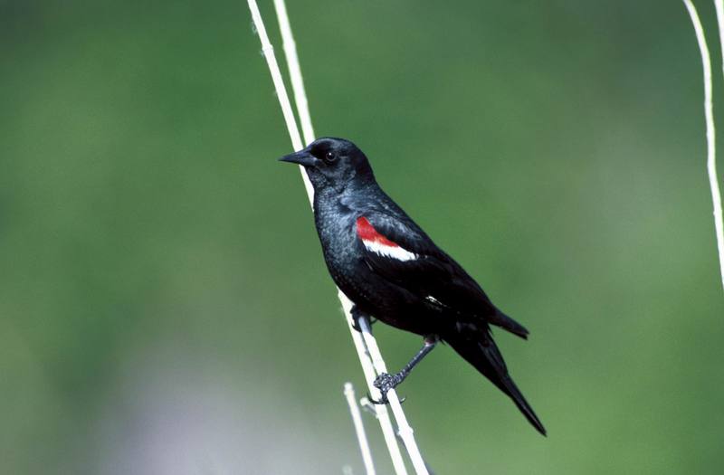Tricolor blackbird.jpg