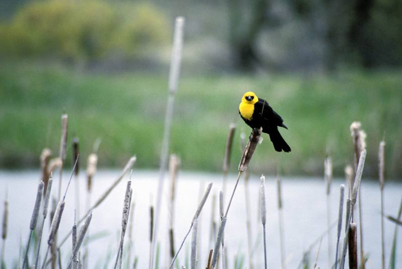 Yellow-headed Blackbird.jpg