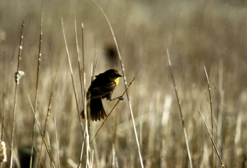 Yellow-headed Blackbird.jpg