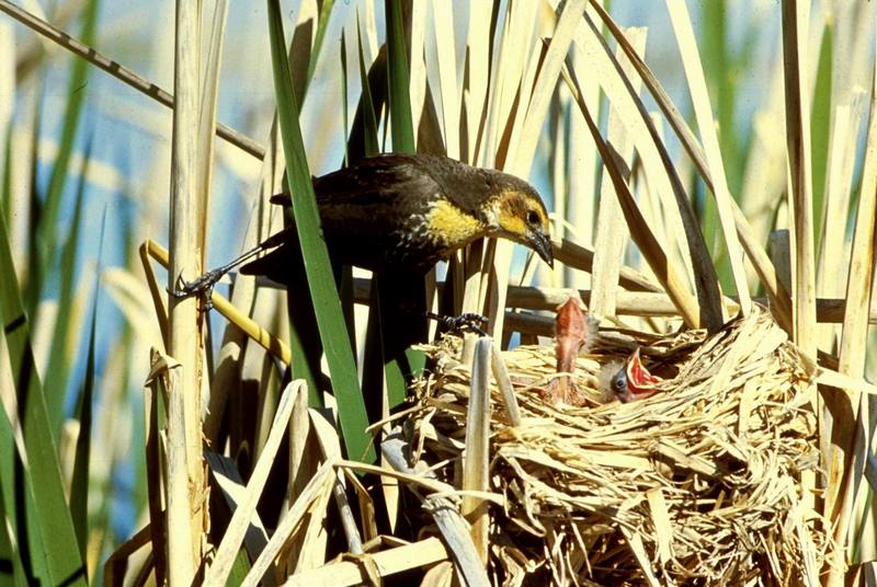 Yellow-headed Blackbird feeding young.jpg