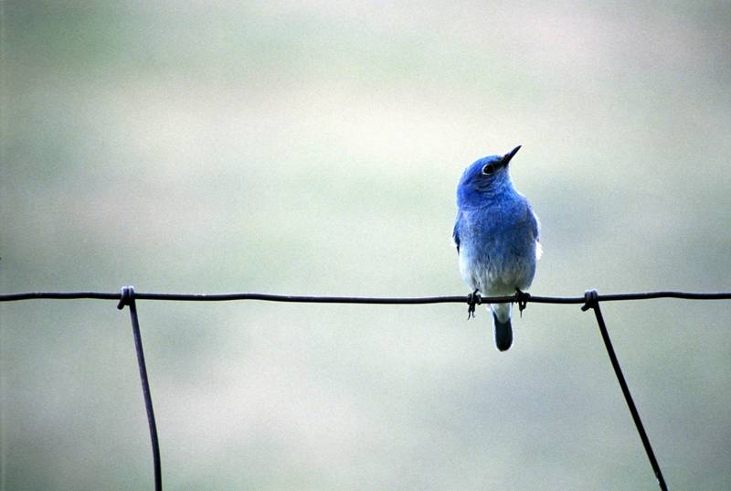 Mountain Bluebird.jpg