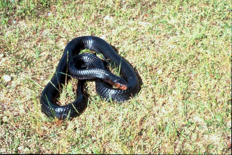 Eastern Indigo Snake.jpg