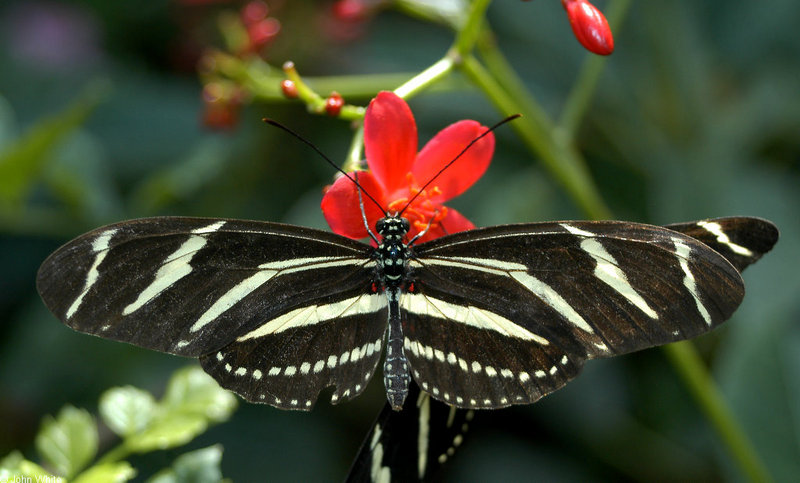 Zebra Longwing Butterfly (Heliconius charithonia)009.JPG